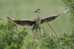 Burung Puchong Kuak