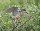 Burung Puchong Kuak