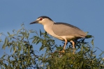 Burung Puchong Kuak