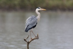 Burung Puchong Seriap