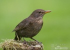 Burung sikatan hitam