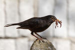 Burung sikatan hitam