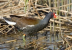 Burung Tiong Air