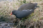 Burung Tiong Air