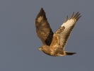 Buse variable