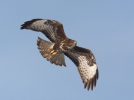 Buse variable