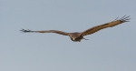 Buse variable