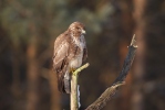 Buse variable