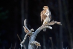 Buse variable