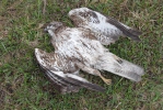 Buse variable