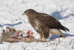 Buteo buteo