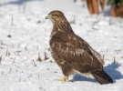 Buteo buteo