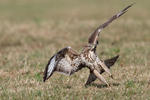 Buteo buteo