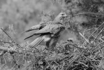 Buteo buteo