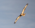 Buteo lagopus