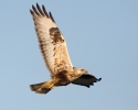 Buteo lagopus