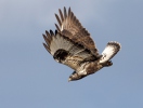 Buteo lagopus