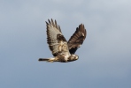 Buteo lagopus