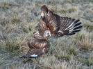 Buteo lagopus