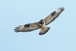 Buteo lagopus