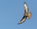 Buzzard