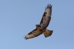 Buzzard