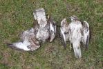 Buzzard - Cadavers