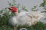 Cairina moschata f. domestica