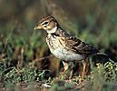 Calandra Lark