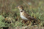 Calandra Lark