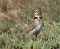 Calandra Lark