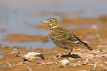 Calandra Lark