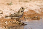 Calandra Lark