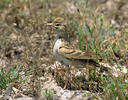 Calandrella brachydactyla