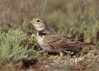 Calandria común