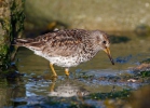 Calidris maritima