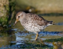 Calidris maritima