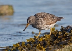 Calidris maritima