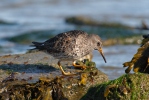 Calidris maritima