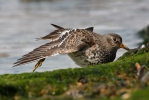 Calidris maritima