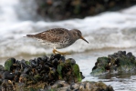 Calidris maritima