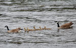 Canada Goose