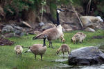 Canada Goose