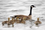 Canada Goose