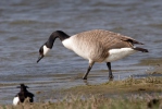 Canada Goose