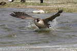 Canada Goose