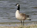 Canada Goose