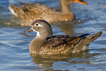 Canard branchu