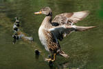 Canard chipeau