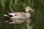 Canard chipeau